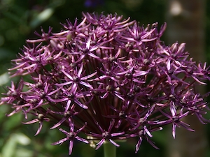 Allium 'Firmament'